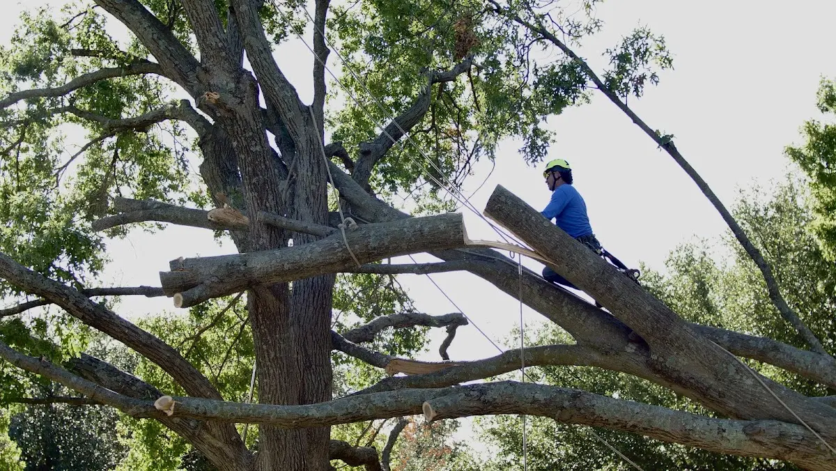 Professional Crown Thinning performed by certified arborists in Hingham