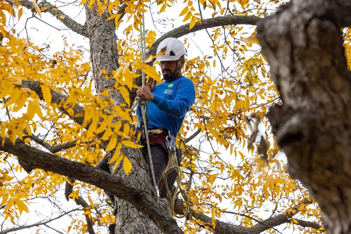 Skilled Dead Tree Removal crew working in Hingham